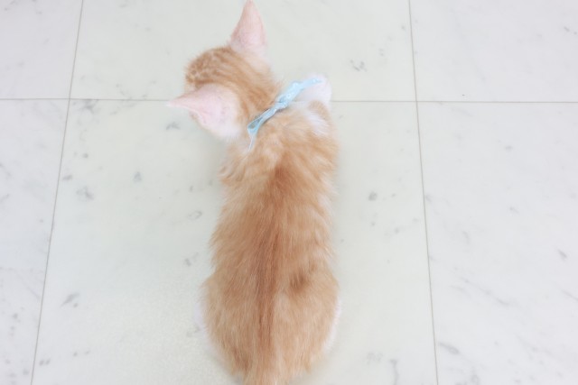 福岡県のマンチカン (Coo&RIKUフォレストシティ春日店/2025年9月22日生まれ/男の子/レッドタビーホワイト)の子猫の4枚目の画像