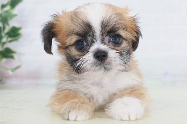 福岡県のチワズー/チワシーズ(チワワ×シーズー) (Coo&RIKUフォレストシティ春日店/2025年9月24日生まれ/女の子/ゴールドホワイト)の子犬の1枚目の画像