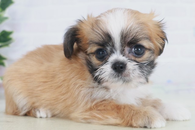 福岡県のチワズー/チワシーズ(チワワ×シーズー) (Coo&RIKUフォレストシティ春日店/2025年9月24日生まれ/女の子/ゴールドホワイト)の子犬の2枚目の画像