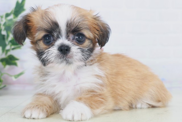 福岡県のチワズー/チワシーズ(チワワ×シーズー) (Coo&RIKUフォレストシティ春日店/2025年9月24日生まれ/女の子/ゴールドホワイト)の子犬の3枚目の画像