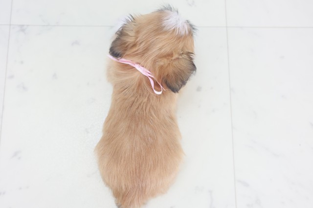 福岡県のチワズー/チワシーズ(チワワ×シーズー) (Coo&RIKUフォレストシティ春日店/2025年9月24日生まれ/女の子/ゴールドホワイト)の子犬の4枚目の画像