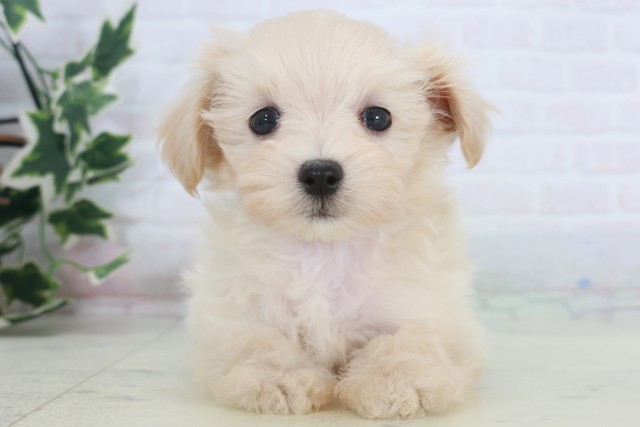 沖縄県のマルプー(マルチーズ×プードル) (Coo&RIKUイーアス沖縄豊崎店/2025年9月23日生まれ/男の子/クリーム)の子犬の1枚目の画像