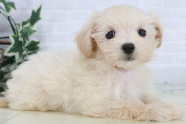 沖縄県のマルプー(マルチーズ×プードル) (Coo&RIKUイーアス沖縄豊崎店/2025年9月23日生まれ/男の子/クリーム)の子犬の2枚目の画像