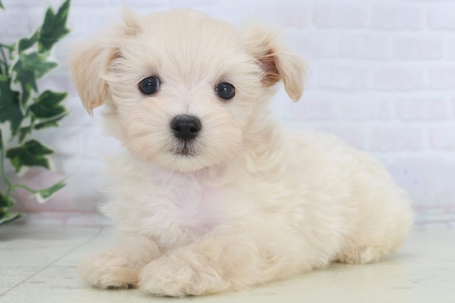 沖縄県のマルプー(マルチーズ×プードル) (Coo&RIKUイーアス沖縄豊崎店/2025年9月23日生まれ/男の子/クリーム)の子犬の3枚目の画像