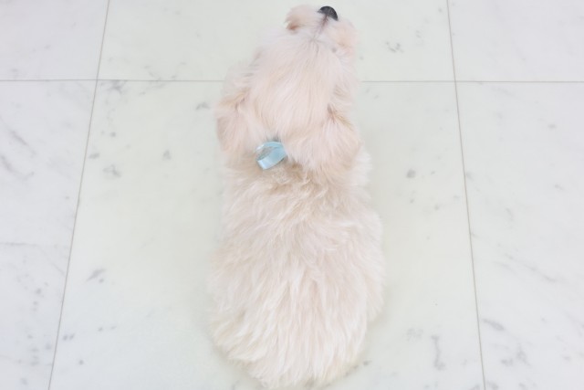 沖縄県のマルプー(マルチーズ×プードル) (Coo&RIKUイーアス沖縄豊崎店/2025年9月23日生まれ/男の子/クリーム)の子犬の4枚目の画像