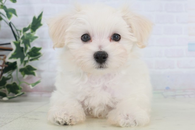 福岡県のマルプー(マルチーズ×プードル) (Coo&RIKU福岡西店/2025年9月23日生まれ/男の子/クリーム)の子犬の1枚目の画像