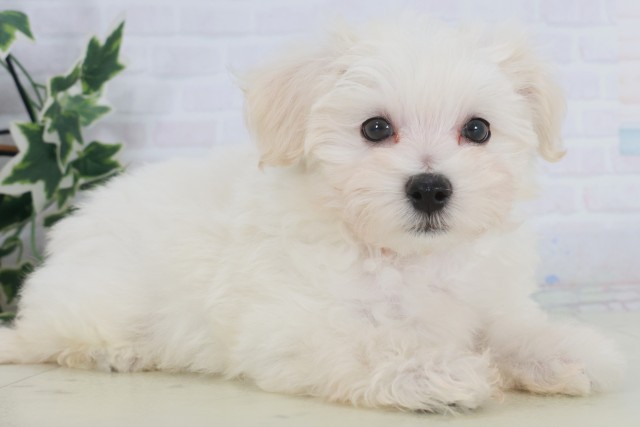 福岡県のマルプー(マルチーズ×プードル) (Coo&RIKU福岡西店/2025年9月23日生まれ/男の子/クリーム)の子犬の2枚目の画像