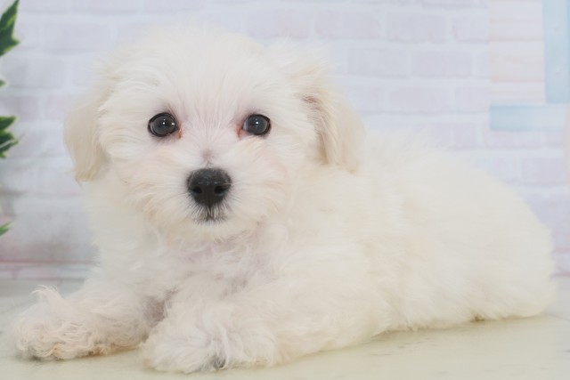 福岡県のマルプー(マルチーズ×プードル) (Coo&RIKU福岡西店/2025年9月23日生まれ/男の子/クリーム)の子犬の3枚目の画像