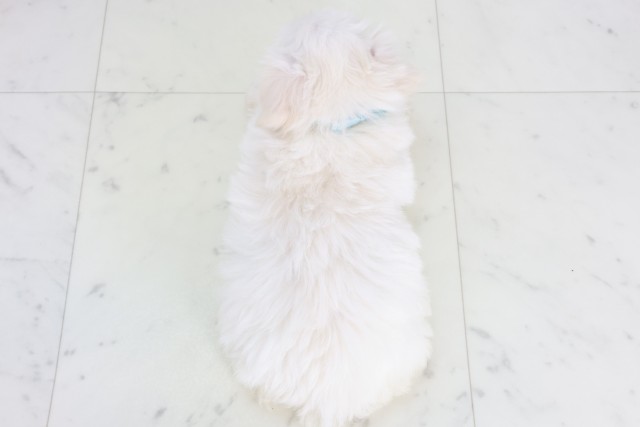 福岡県のマルプー(マルチーズ×プードル) (Coo&RIKU福岡西店/2025年9月23日生まれ/男の子/クリーム)の子犬の4枚目の画像