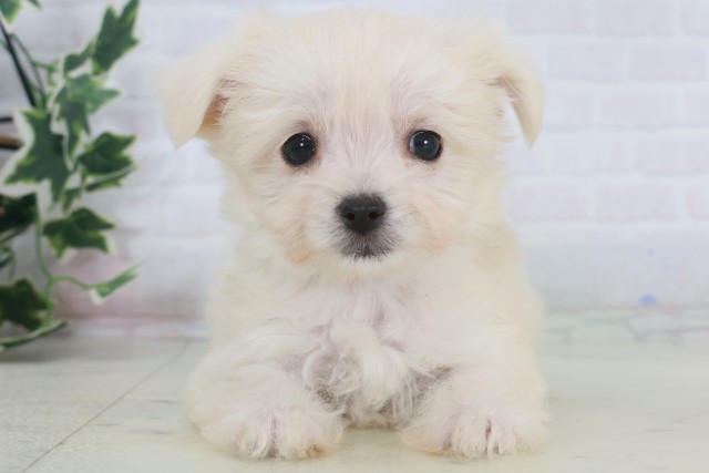 福岡県のチワマル/マルチワ(チワワ×マルチーズ) (Coo&RIKU大牟田店/2025年9月12日生まれ/女の子/クリーム)の子犬の1枚目の画像