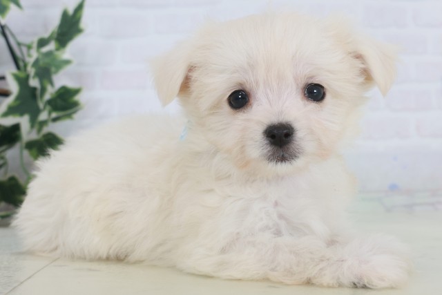 福岡県のチワマル/マルチワ(チワワ×マルチーズ) (Coo&RIKU大牟田店/2025年9月12日生まれ/女の子/クリーム)の子犬の2枚目の画像