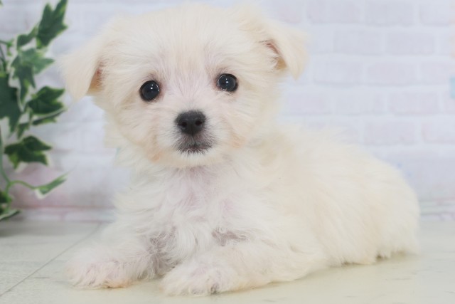 福岡県のチワマル/マルチワ(チワワ×マルチーズ) (Coo&RIKU大牟田店/2025年9月12日生まれ/女の子/クリーム)の子犬の3枚目の画像