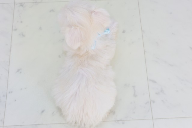 福岡県のチワマル/マルチワ(チワワ×マルチーズ) (Coo&RIKU大牟田店/2025年9月12日生まれ/女の子/クリーム)の子犬の4枚目の画像