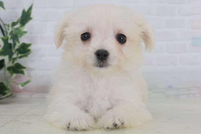 熊本県のチワマル/マルチワ(チワワ×マルチーズ) (Coo&RIKUカリーノ玉名店/2025年9月12日生まれ/男の子/クリーム)の子犬の1枚目の画像