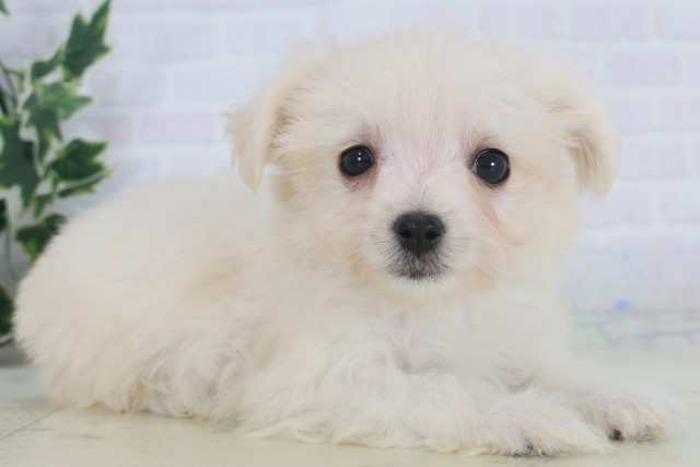 熊本県のチワマル/マルチワ(チワワ×マルチーズ) (Coo&RIKUカリーノ玉名店/2025年9月12日生まれ/男の子/クリーム)の子犬の2枚目の画像