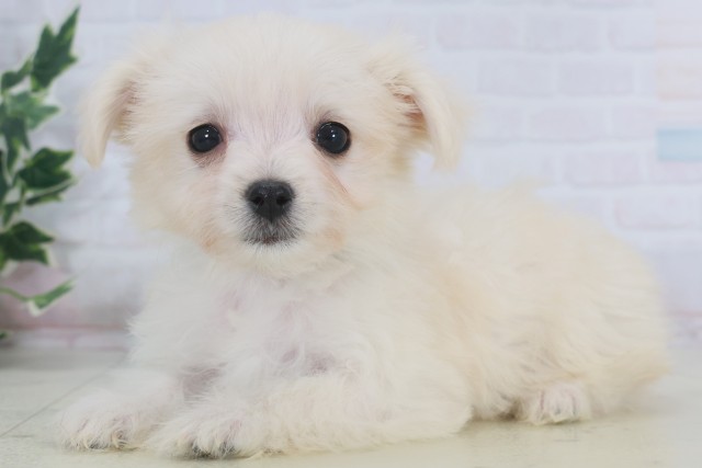 熊本県のチワマル/マルチワ(チワワ×マルチーズ) (Coo&RIKUカリーノ玉名店/2025年9月12日生まれ/男の子/クリーム)の子犬の3枚目の画像