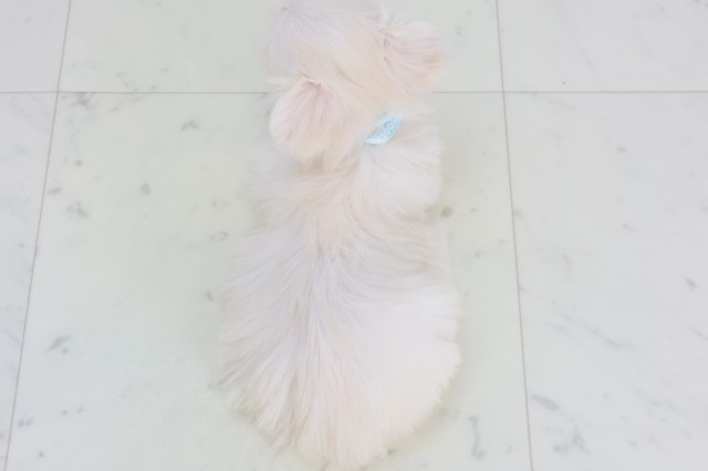 熊本県のチワマル/マルチワ(チワワ×マルチーズ) (Coo&RIKUカリーノ玉名店/2025年9月12日生まれ/男の子/クリーム)の子犬の4枚目の画像