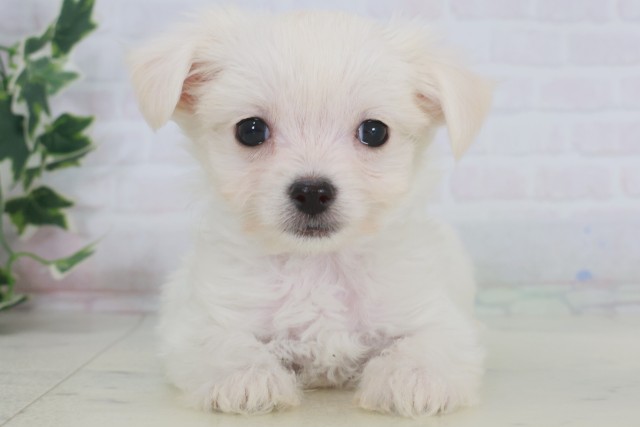 鹿児島県のチワマル/マルチワ(チワワ×マルチーズ) (Coo&RIKU鹿屋店/2025年9月12日生まれ/男の子/クリーム)の子犬の1枚目の画像