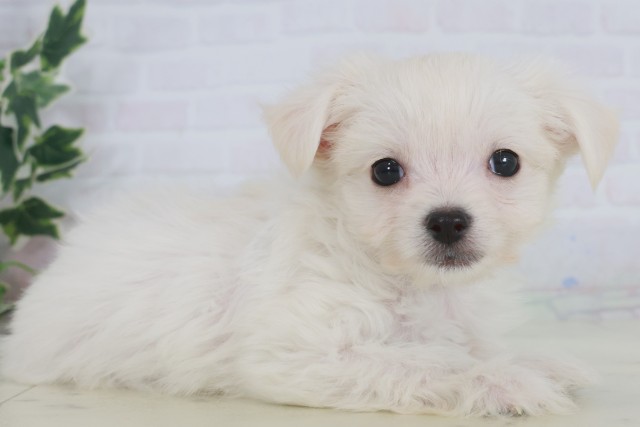 鹿児島県のチワマル/マルチワ(チワワ×マルチーズ) (Coo&RIKU鹿屋店/2025年9月12日生まれ/男の子/クリーム)の子犬の2枚目の画像