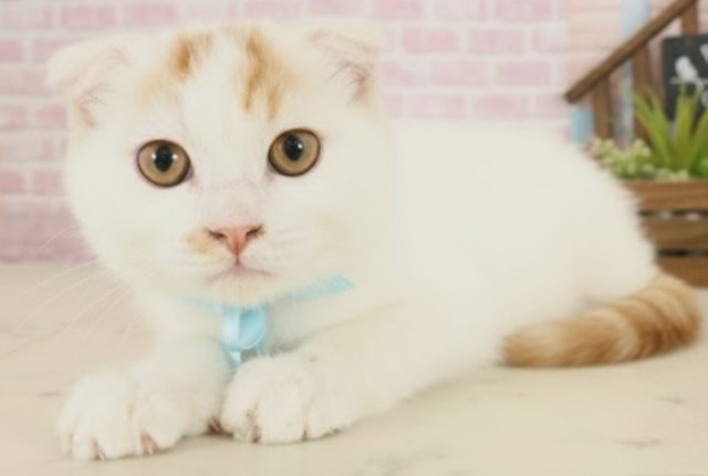 鹿児島県のチワマル/マルチワ(チワワ×マルチーズ) (Coo&RIKU鹿屋店/2025年9月12日生まれ/男の子/クリーム)の子犬の3枚目の画像