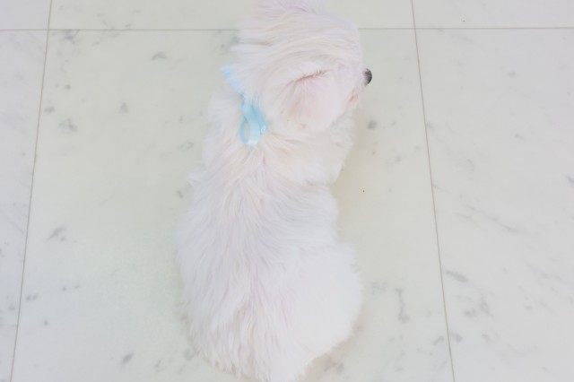 鹿児島県のチワマル/マルチワ(チワワ×マルチーズ) (Coo&RIKU鹿屋店/2025年9月12日生まれ/男の子/クリーム)の子犬の4枚目の画像