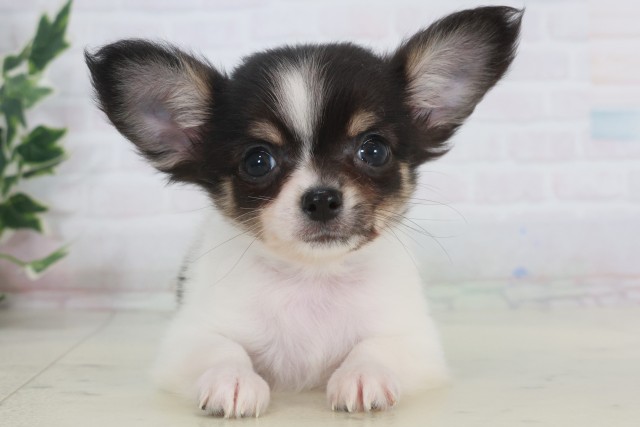 熊本県のチワワ(ロング) (Coo&RIKU熊本店/2025年9月20日生まれ/男の子/ホワイトブラックタン)の子犬の1枚目の画像