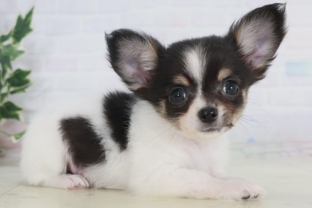 熊本県のチワワ(ロング) (Coo&RIKU熊本店/2025年9月20日生まれ/男の子/ホワイトブラックタン)の子犬の2枚目の画像