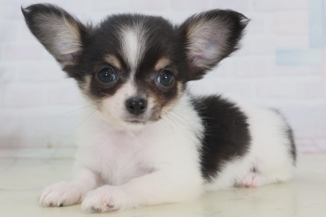 熊本県のチワワ(ロング) (Coo&RIKU熊本店/2025年9月20日生まれ/男の子/ホワイトブラックタン)の子犬の3枚目の画像