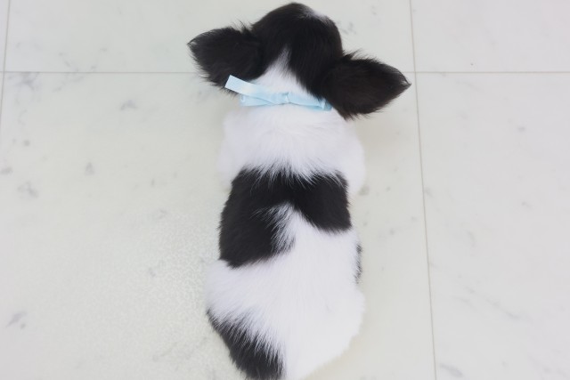 熊本県のチワワ(ロング) (Coo&RIKU熊本店/2025年9月20日生まれ/男の子/ホワイトブラックタン)の子犬の4枚目の画像