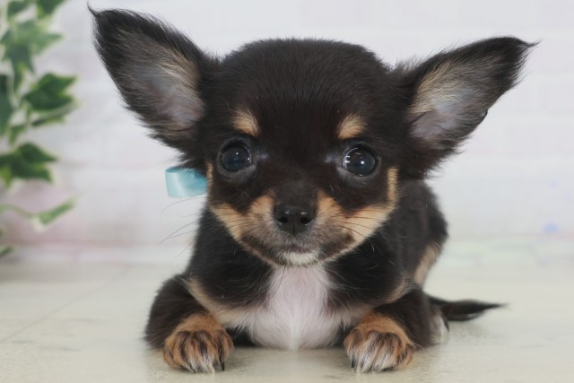 福岡県のチワワ(ロング) (Coo&RIKU福岡東店/2025年9月20日生まれ/男の子/ブラックタンホワイト)の子犬の1枚目の画像