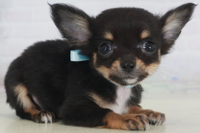 福岡県のチワワ(ロング) (Coo&RIKU福岡東店/2025年9月20日生まれ/男の子/ブラックタンホワイト)の子犬の2枚目の画像