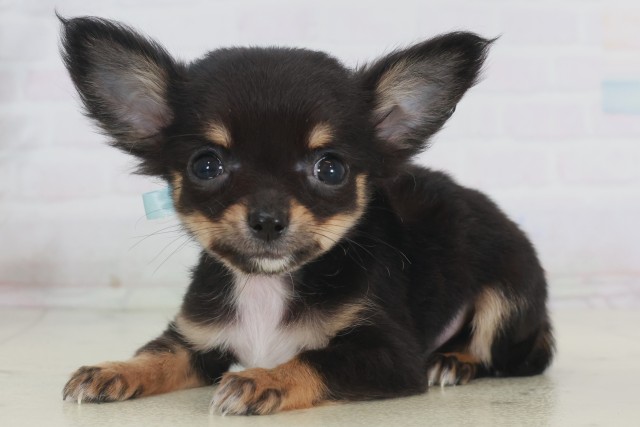 福岡県のチワワ(ロング) (Coo&RIKU福岡東店/2025年9月20日生まれ/男の子/ブラックタンホワイト)の子犬の3枚目の画像