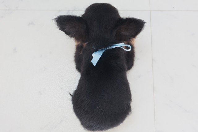 福岡県のチワワ(ロング) (Coo&RIKU福岡東店/2025年9月20日生まれ/男の子/ブラックタンホワイト)の子犬の4枚目の画像