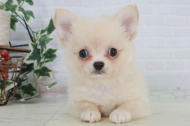 長崎県のポメチワ/チワポメ/ポメチー(ポメラニアン×チワワ) (Coo&RIKU長崎浜町店/2025年9月17日生まれ/女の子/クリーム)の子犬の1枚目の画像