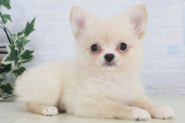 長崎県のポメチワ/チワポメ/ポメチー(ポメラニアン×チワワ) (Coo&RIKU長崎浜町店/2025年9月17日生まれ/女の子/クリーム)の子犬の2枚目の画像