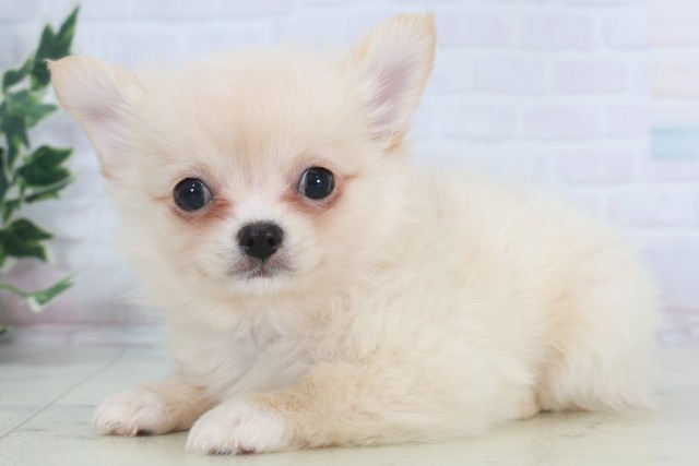 長崎県のポメチワ/チワポメ/ポメチー(ポメラニアン×チワワ) (Coo&RIKU長崎浜町店/2025年9月17日生まれ/女の子/クリーム)の子犬の3枚目の画像