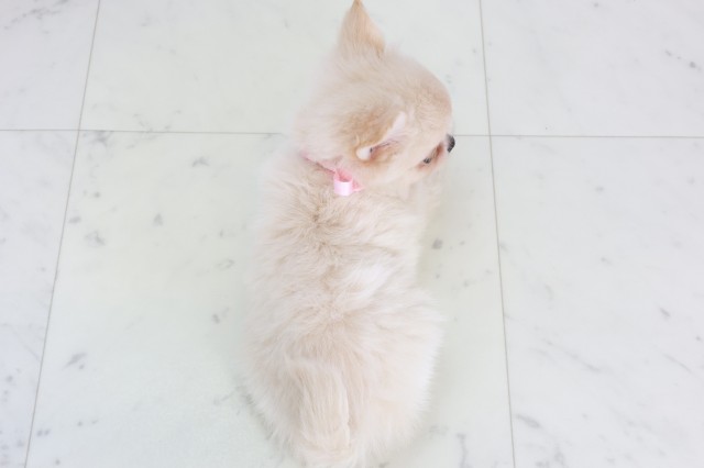 長崎県のポメチワ/チワポメ/ポメチー(ポメラニアン×チワワ) (Coo&RIKU長崎浜町店/2025年9月17日生まれ/女の子/クリーム)の子犬の4枚目の画像