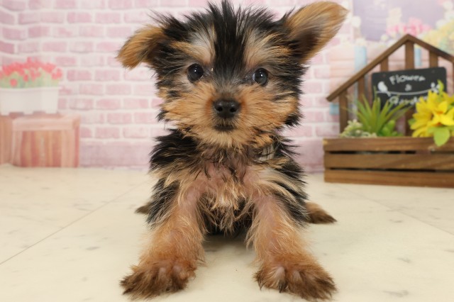 鹿児島県のヨークシャーテリア (Coo&RIKU鹿児島店/2025年9月22日生まれ/女の子/スチールブルータン)の子犬の1枚目の画像