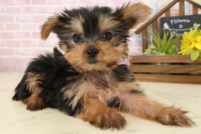 鹿児島県のヨークシャーテリア (Coo&RIKU鹿児島店/2025年9月22日生まれ/女の子/スチールブルータン)の子犬の2枚目の画像