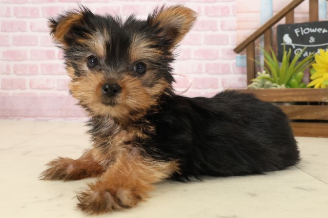 鹿児島県のヨークシャーテリア (Coo&RIKU鹿児島店/2025年9月22日生まれ/女の子/スチールブルータン)の子犬の3枚目の画像