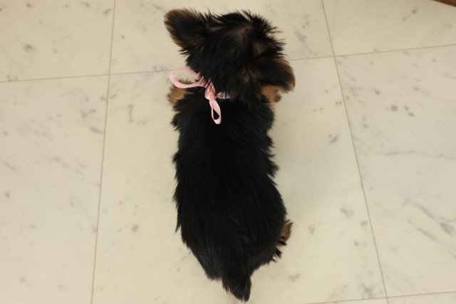 鹿児島県のヨークシャーテリア (Coo&RIKU鹿児島店/2025年9月22日生まれ/女の子/スチールブルータン)の子犬の4枚目の画像