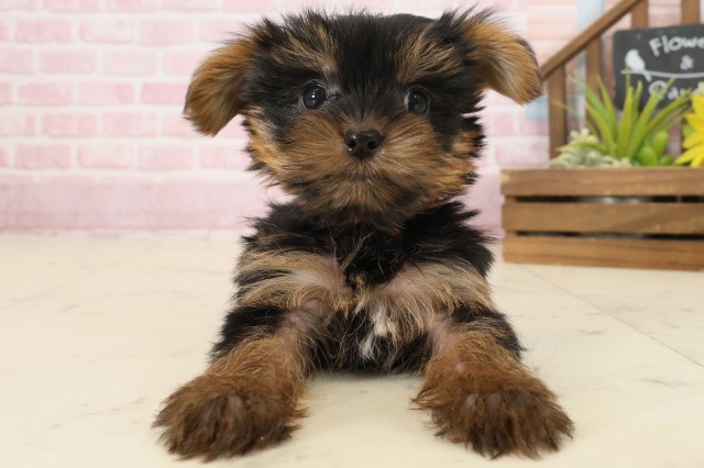 福岡県のヨークシャーテリア (Coo&RIKUゆめタウン飯塚店/2025年9月22日生まれ/女の子/スチールブルータン)の子犬の1枚目の画像