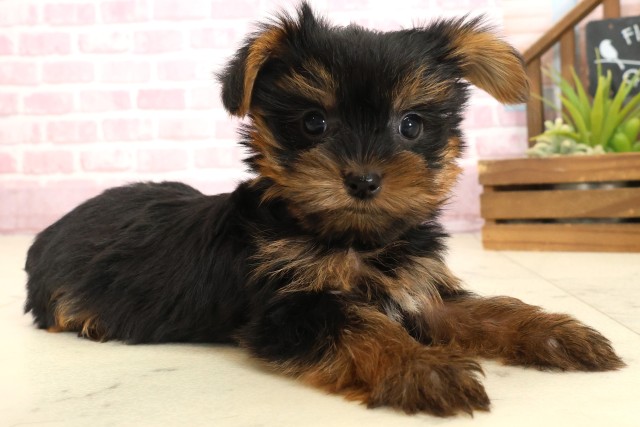 福岡県のヨークシャーテリア (Coo&RIKUゆめタウン飯塚店/2025年9月22日生まれ/女の子/スチールブルータン)の子犬の2枚目の画像