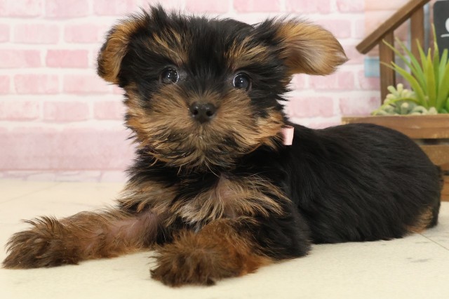 福岡県のヨークシャーテリア (Coo&RIKUゆめタウン飯塚店/2025年9月22日生まれ/女の子/スチールブルータン)の子犬の3枚目の画像