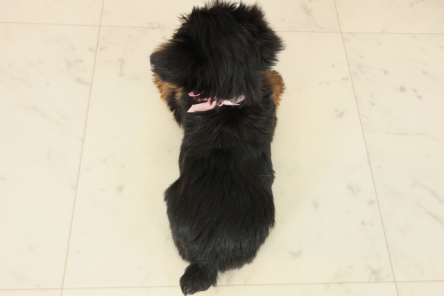 福岡県のヨークシャーテリア (Coo&RIKUゆめタウン飯塚店/2025年9月22日生まれ/女の子/スチールブルータン)の子犬の4枚目の画像