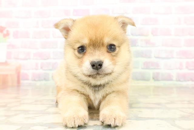 東京都のチワ柴/柴チワ/チワシバ(チワワ×柴) (Coo&RIKU池袋西口店/2025年9月23日生まれ/男の子/赤)の子犬の1枚目の画像