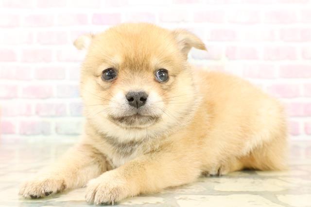 東京都のチワ柴/柴チワ/チワシバ(チワワ×柴) (Coo&RIKU池袋西口店/2025年9月23日生まれ/男の子/赤)の子犬の2枚目の画像