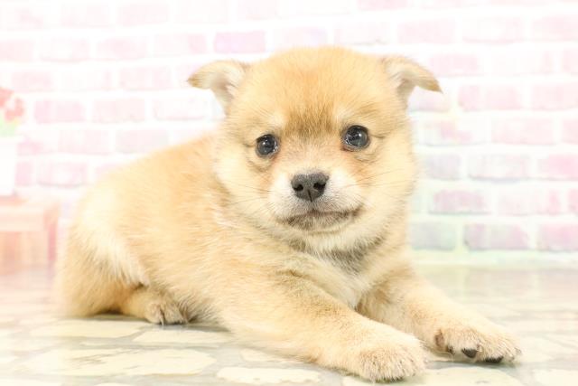 東京都のチワ柴/柴チワ/チワシバ(チワワ×柴) (Coo&RIKU池袋西口店/2025年9月23日生まれ/男の子/赤)の子犬の3枚目の画像