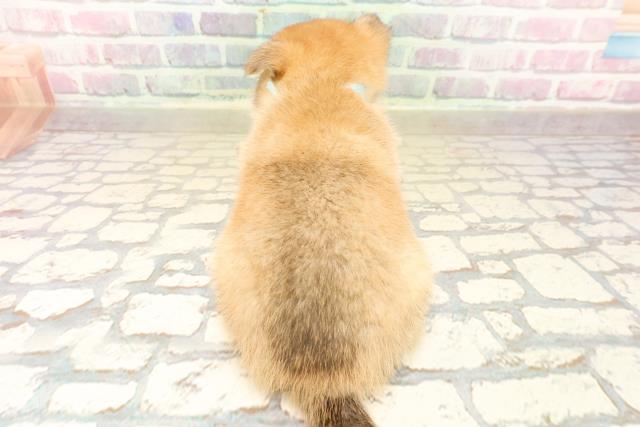 東京都のチワ柴/柴チワ/チワシバ(チワワ×柴) (Coo&RIKU池袋西口店/2025年9月23日生まれ/男の子/赤)の子犬の4枚目の画像