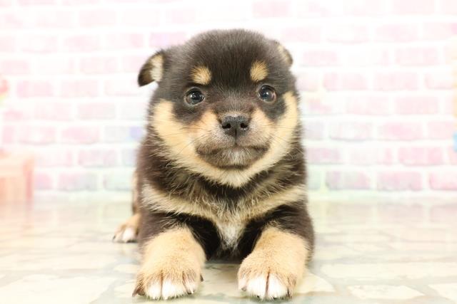 東京都のチワ柴/柴チワ/チワシバ(チワワ×柴) (Coo&RIKU中野サンモール店/2025年9月23日生まれ/女の子/黒)の子犬の1枚目の画像